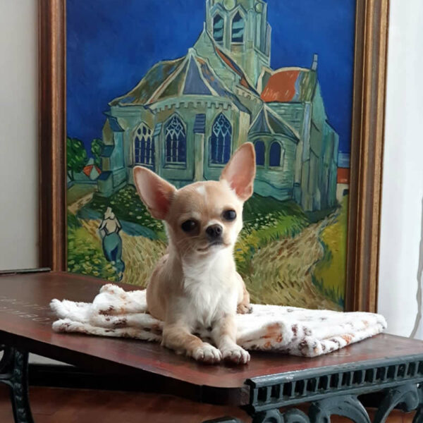 Galleria fotografica Chihuahua