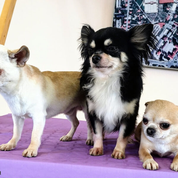 Galleria fotografica Chihuahua