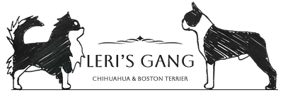 Logo Leri's Gang Chihuahua e Boston Terrier