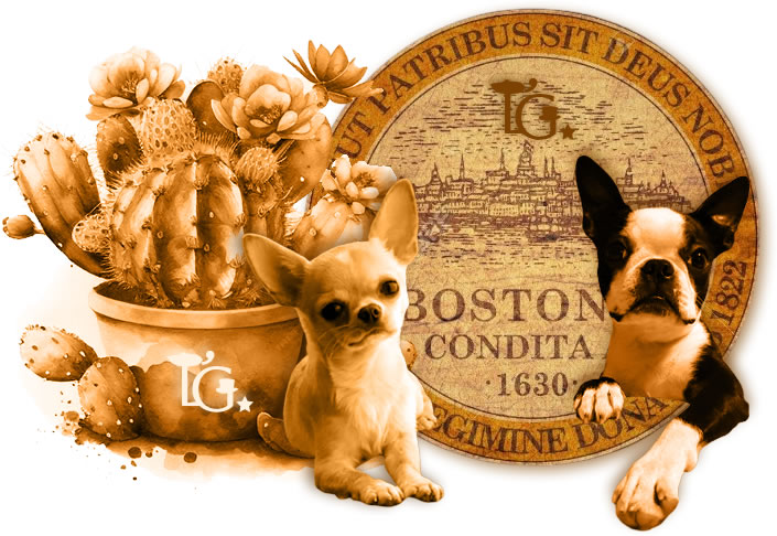 Chihuahua & Boston Terrier