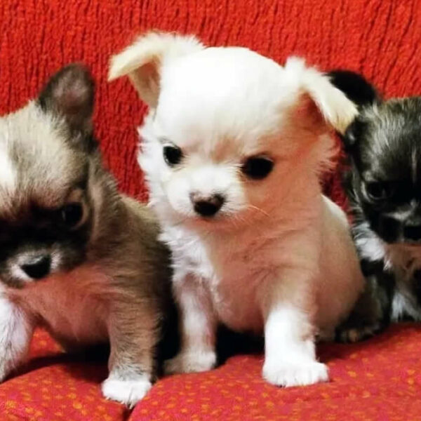 Cucciolata Chihuahua Leri's Gang