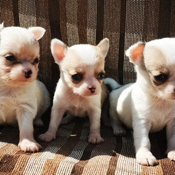 Cuccioli Chihuahua