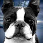 SK’s Me And Mrs Jones @ Circle J! - maschio Boston Terrier