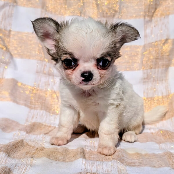 Cucciolo Chihuahua Love of My Life