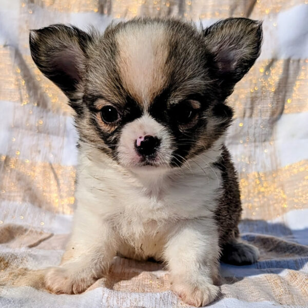 Cucciolo Chihuahua Samebody To Love