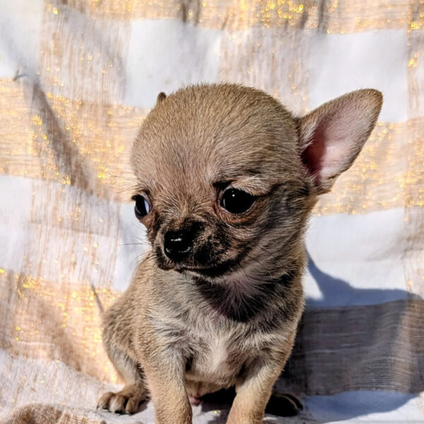 Cucciolo Chihuahua Tagomago