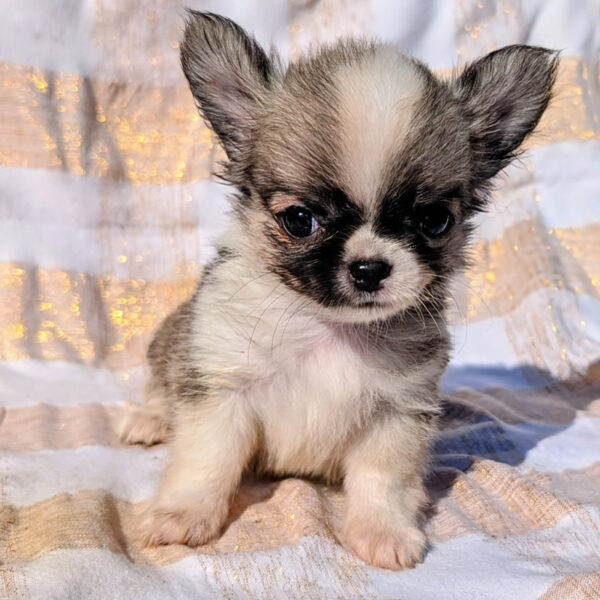 Cucciolo Chihuahua Under Pressure
