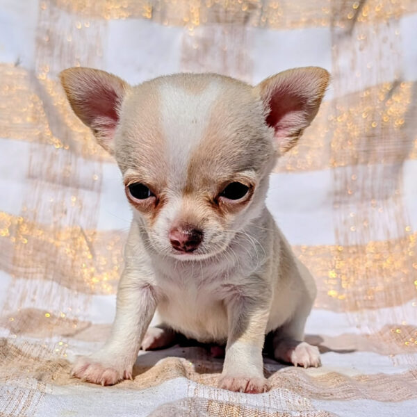 Cucciolo Chihuahua Leri's Gang Coconut