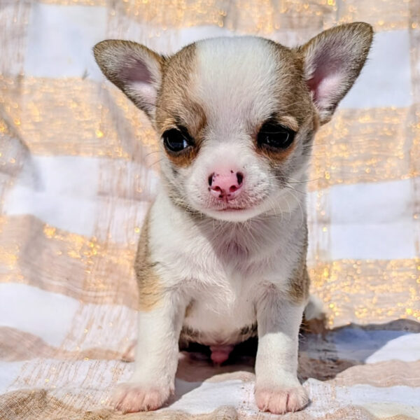 Cucciolo Chihuahua Leri's Gang Corto Maltese