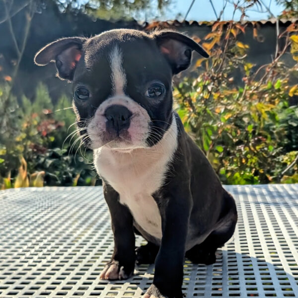 Cucciolo Boston Terrier