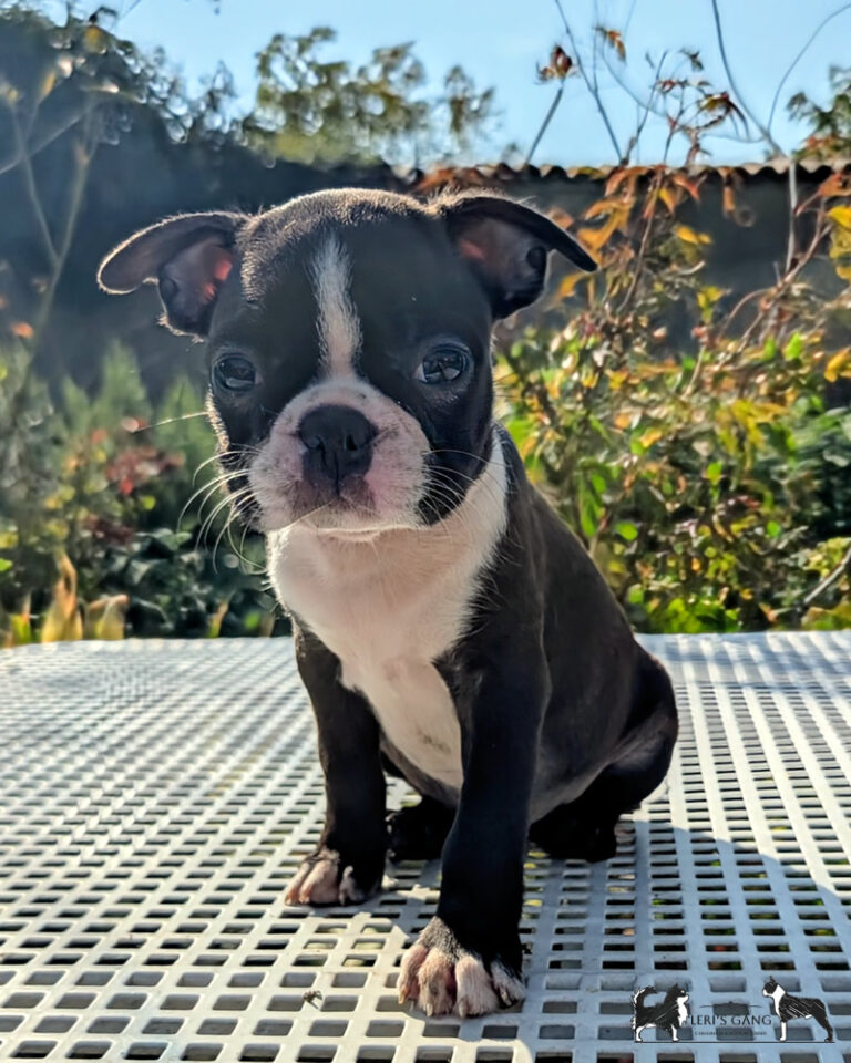 Cucciolo Boston Terrier