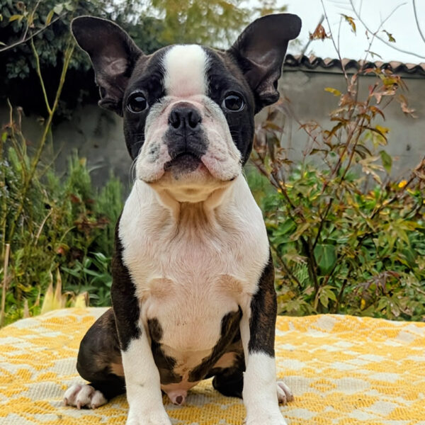 Cucciolo Boston Terrier