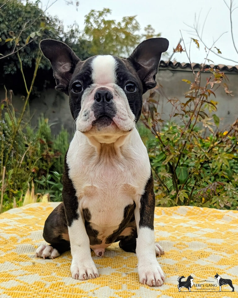 Cucciolo Boston Terrier