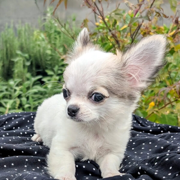 Cucciolo Chihuahua Love of my Life