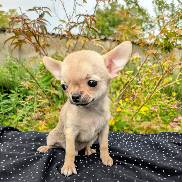 Cucciolo Chihuahua Tagomago